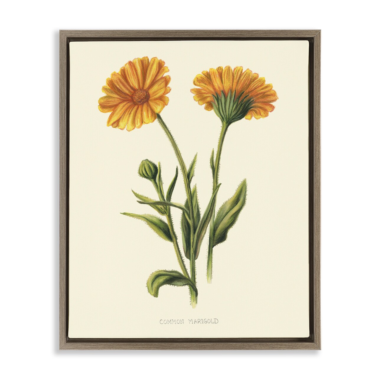 Stupell Industries Twin Marigold Blooms Floating Frame, design by Connie Resch